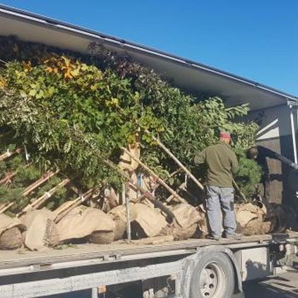 Arbeidere på Mellbyes planteskole laster leveringsklare trær i bil