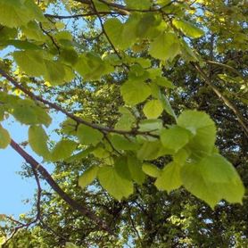Nærbilde av blader på Tila platyphyllos ‘Ørebro’ Storbladlind