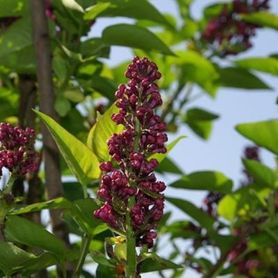 Purpurrøde syriner på Syringa vulgaris ‘Charles Joly’ Duftsyrin