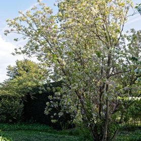Prunus serrulata ‘Amanogawa’ Japankirsebærtre med blomster i hage