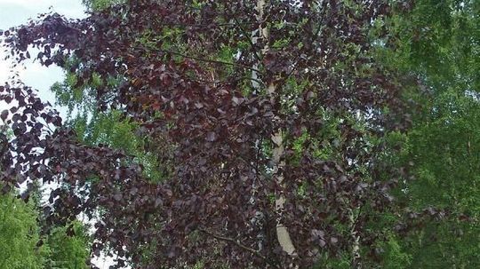 Betula pubescens 'Rubra' dunbjørk med blader i rødbrunt