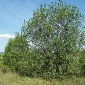Salix caprea Selje med bred grønn krone 