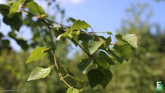 Grønne blader på gren på Betula pubescens LIV® E dunbjørk