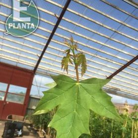 Grønt blad på Acer platanoides PARAD® E Spisslønn på Mellbyes planteskole