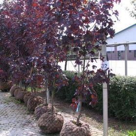Acer platanoides ’Royal Red’ Rødbladet Spisslønn med klump klare til planting