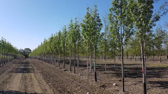 Sorbus aucuparia SVEN® E Villrogn plantet på rekke på Mellbyes planteskole