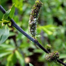 Salix daphnoides ‘Elverum’ Doggpil med hvite rakler